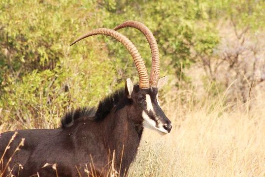 sable more antelope bull