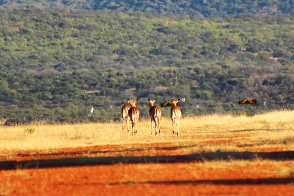 Waterbuck